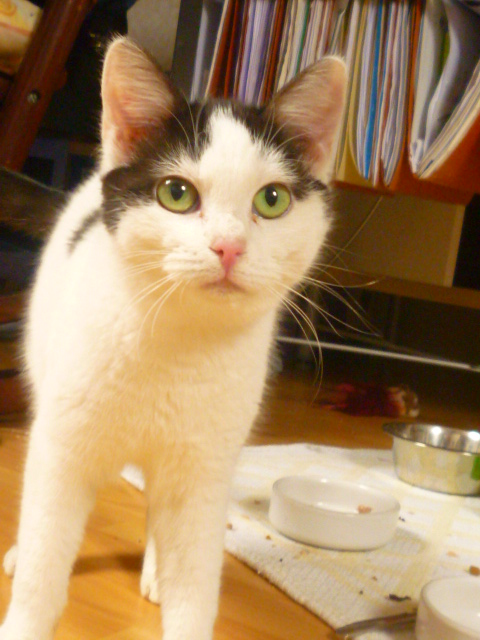 EPICE, chaton femelle noir et blanc, 6 mois, FIV+ [dpt 56] P1030313