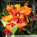 Recherche orchidée cattleya Cattle10