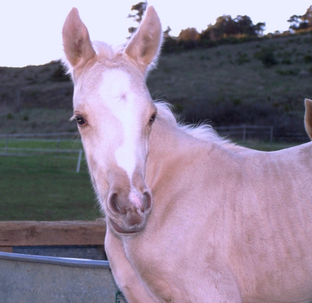 2011 BISHALA du Cardinal - pouliche Arabe Barbe Palomino 100_5310