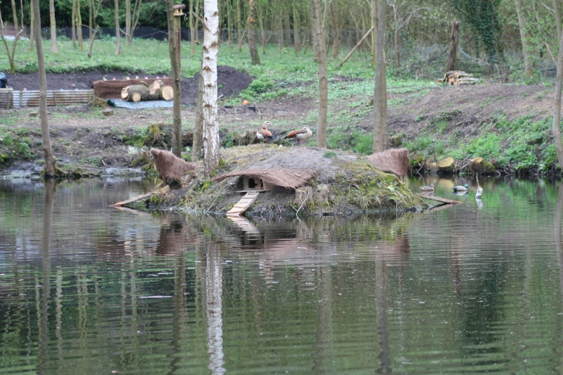 presentation - apres ma presentation, voici mes palmipedes et leur habitat 1bis410