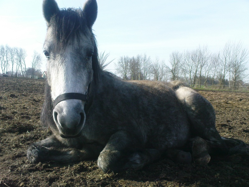 Neue Ponys oder Pferde?? - Seite 3 Dsc01424