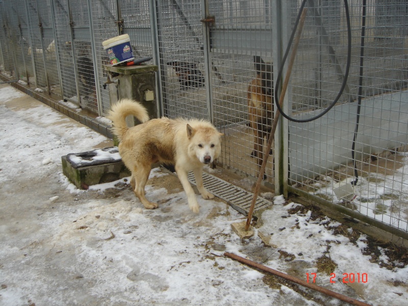 Hellix x samoyède 14ans refuge de Thierville REF (55) DECEDE Dsc03620