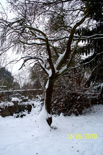 La beauté des arbres en hiver ! Arbre_11
