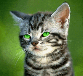 Les perles! Chat_t10