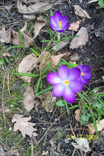 Le printemps a commencé!!!!!!!!!!!! - Page 15 Crocus14