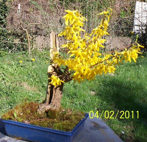 Forsythia Forcit10