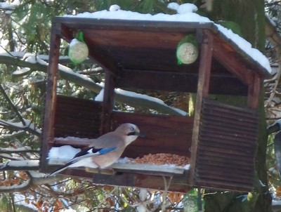 Reconnaitre les oiseaux de nos jardins... - Page 2 Geai10