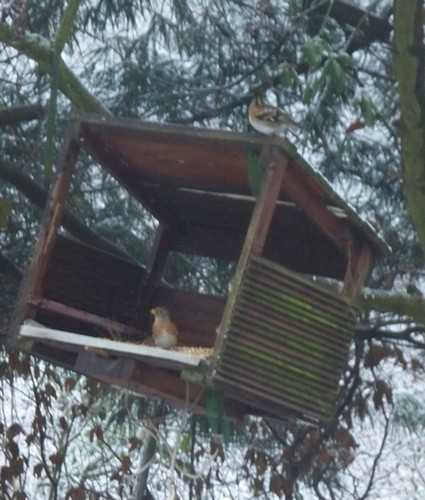 Reconnaitre les oiseaux de nos jardins... - Page 3 Gros_b10