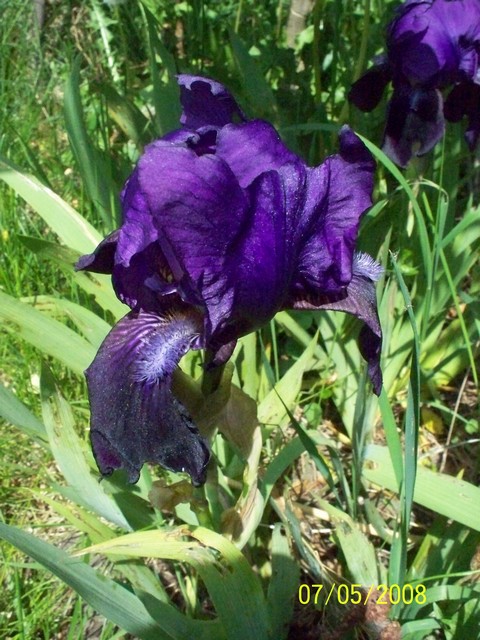 Iris Iris_210