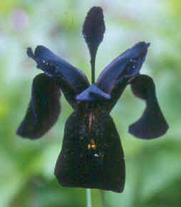 Fleurs noires Iris_c10