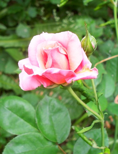 Les roses de nos jardins! - Page 5 Rose_r10