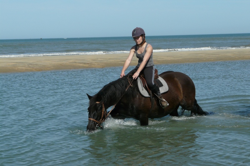 cheval dans l'eau P1120012