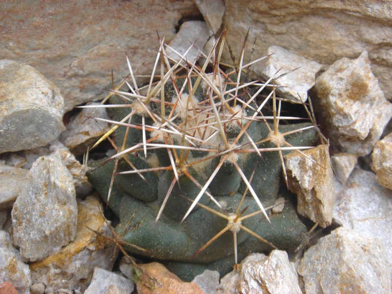 Mammillaria scheeri Copie_14