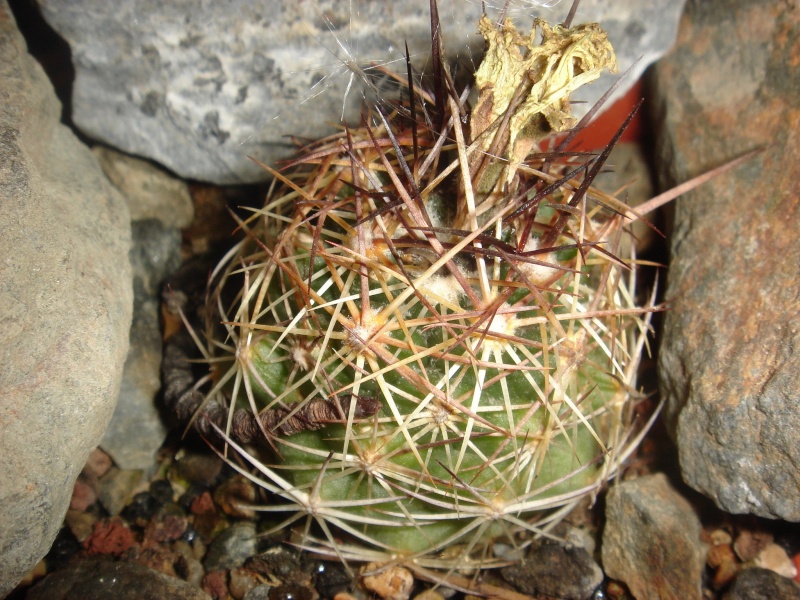 Coryphantha gladispina Dsc07461