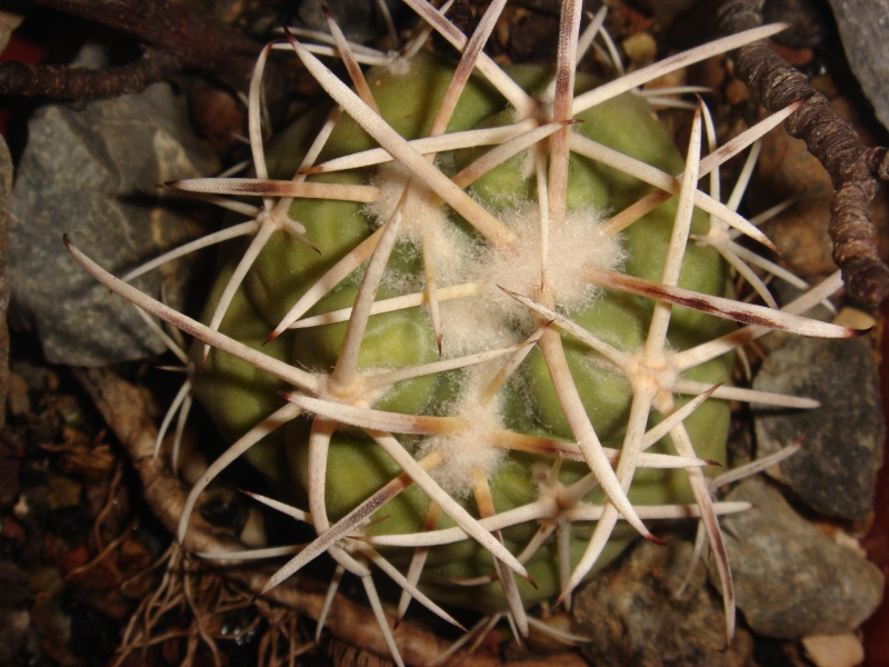 Echinocactus poselgerianus Dsc07469