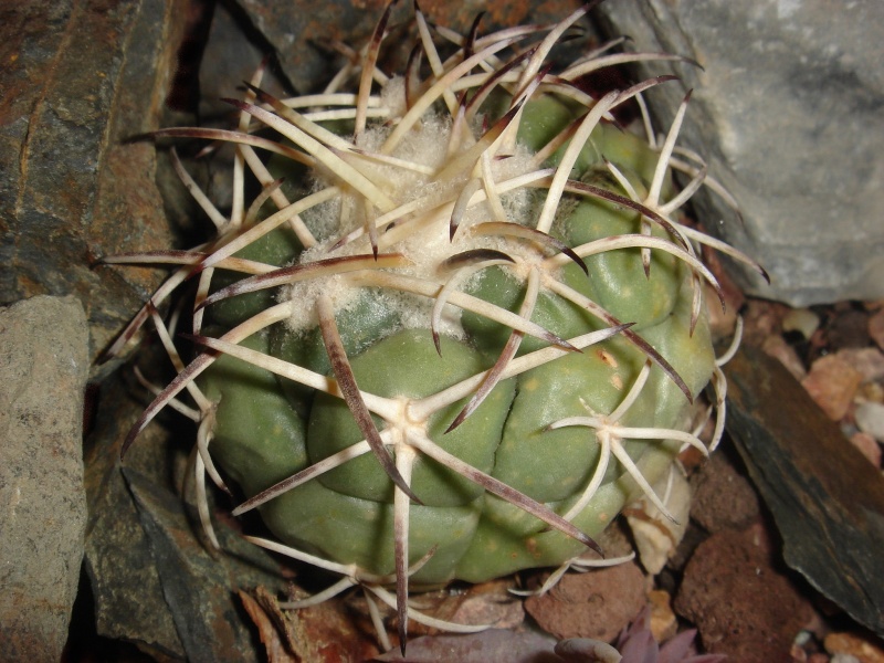 Echinocactus saltiensis Dsc07478