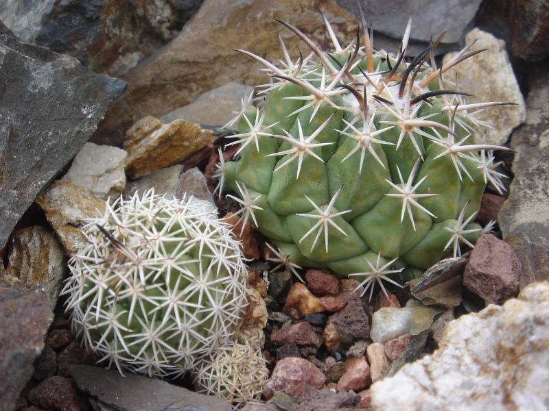 Echinocactus salinensis Dsc07521
