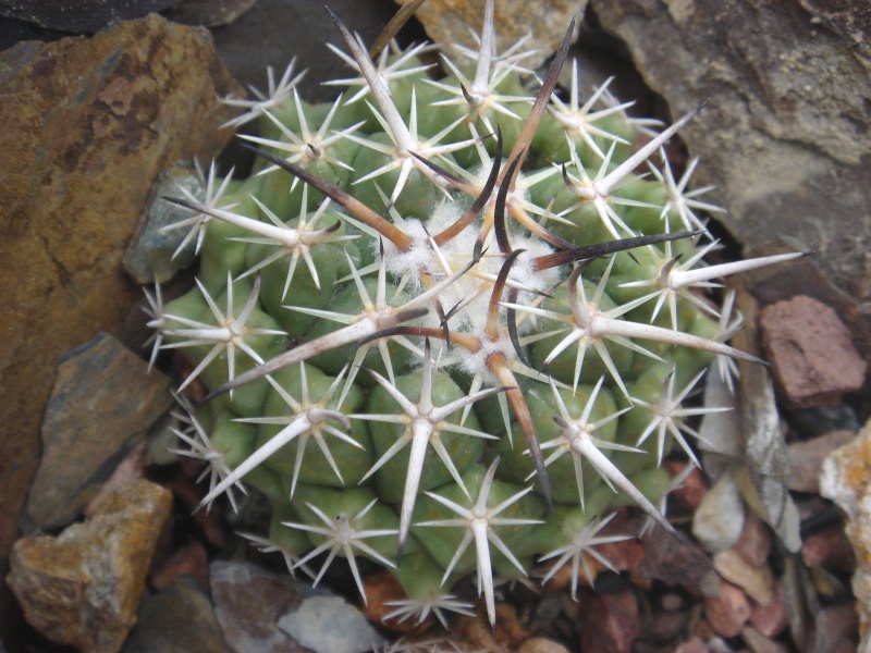 Echinocactus salinensis Dsc07522