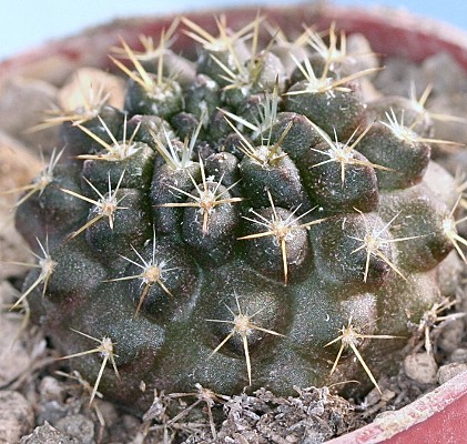 Echinocactus bulbocalyx Im00214