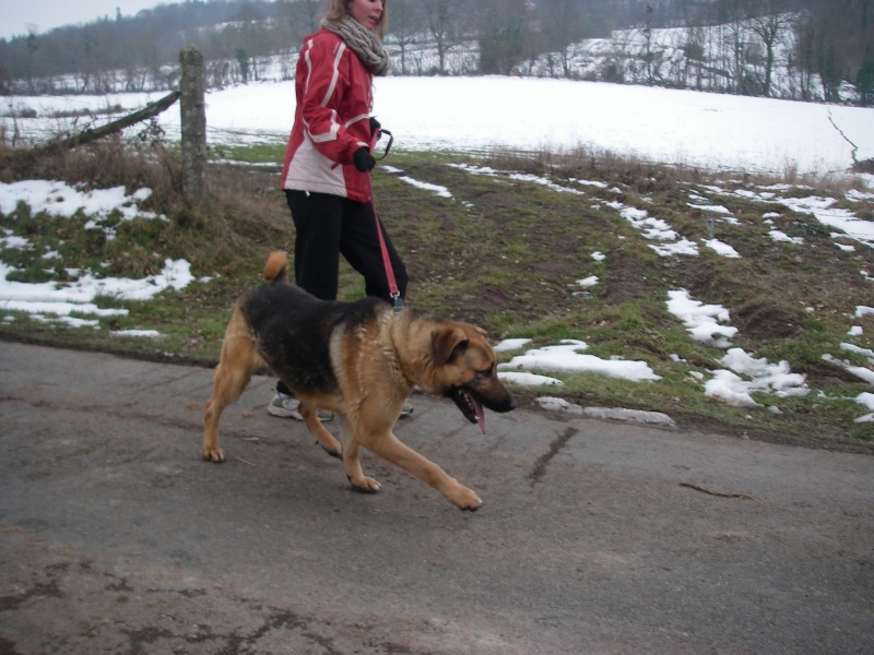 SAM Croisé berger allemand / d'Anatolie 10 mois - Aunay 14 Imgp7815