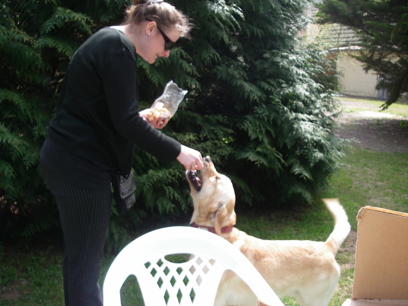 CORSO croisé labrador de 3 ans - Aunay sur Odon 14 Imgp8011