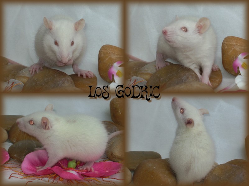 4 ratons d'exception (67 et 94) Godric10