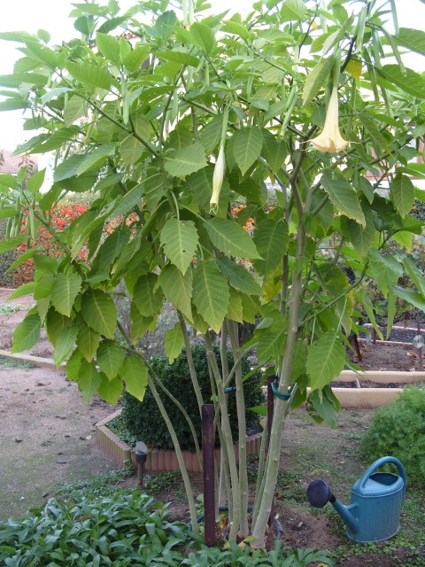 brugmansia S1051710