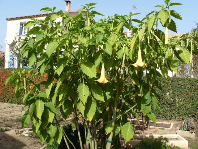 brugmansia S1051823