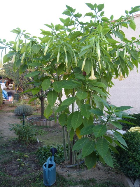 brugmansia S1051830