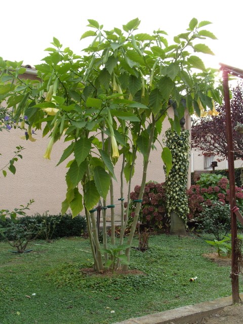 brugmansia S1051837