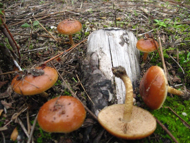 Pholiota highlandensis Img_2611