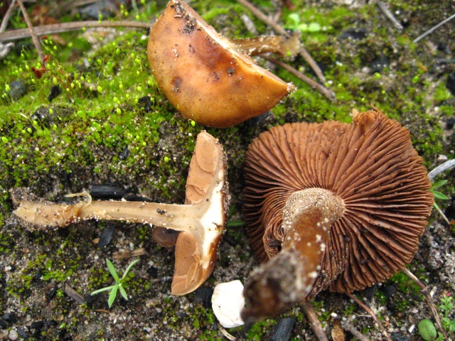 Pholiota highlandensis Img_2615