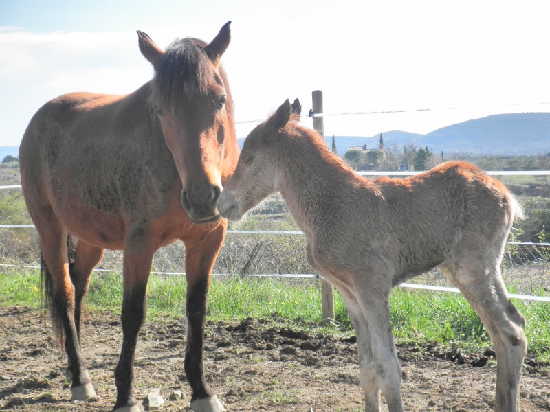 1 er poulain de Pen'Esta, Ashqar 5 mois P4020011