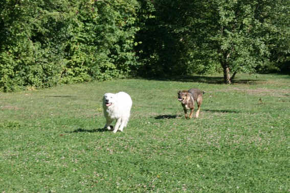 Denzo, Berger Blanc Suisse, 5 mois - Page 2 211