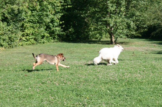 Denzo, Berger Blanc Suisse, 5 mois - Page 2 310
