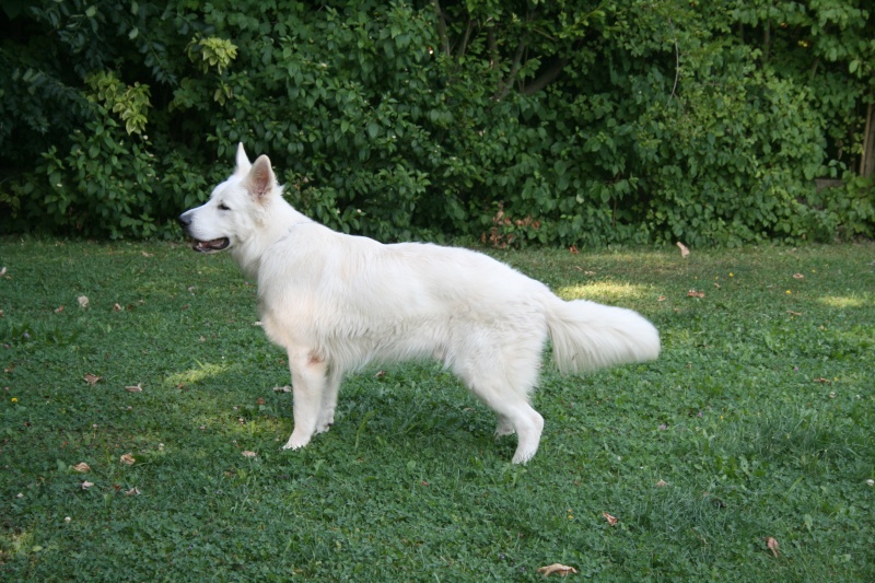 Denzo, Berger Blanc Suisse, 5 mois - Page 2 Img_4710