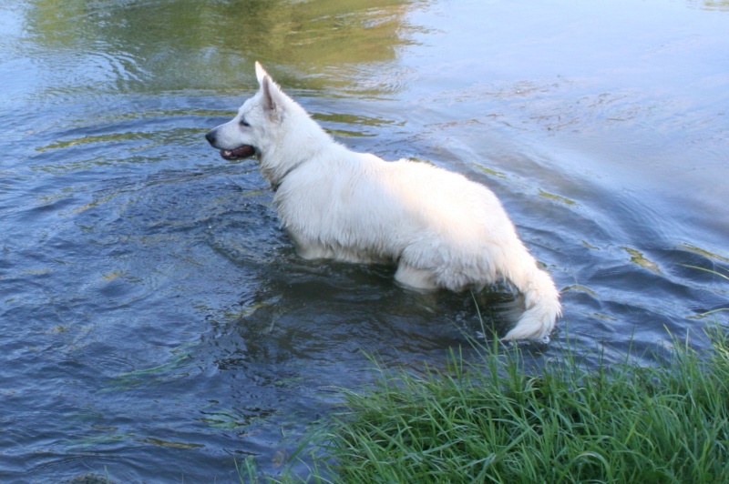 Denzo, Berger Blanc Suisse, 5 mois - Page 2 Img_4911