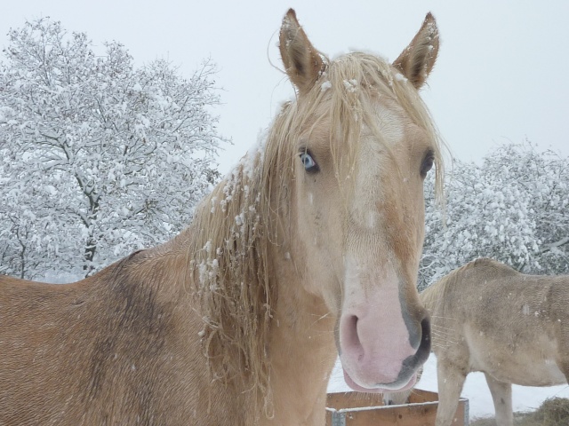 ça y est ...........l'hiver est là  - Page 10 01121021