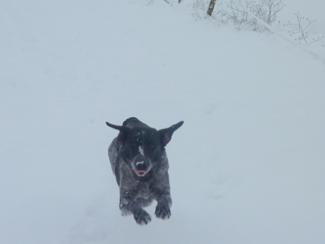 Nos chiens dans la neige!  01121024