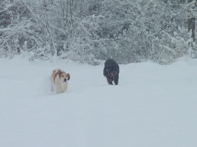 Nos chiens dans la neige!  01121025