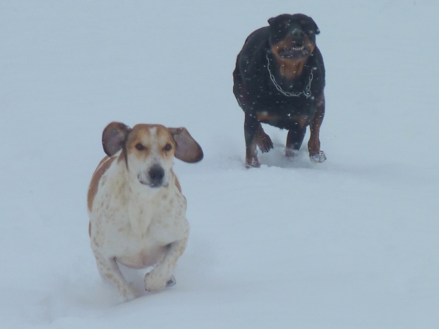 Nos chiens dans la neige!  01121026