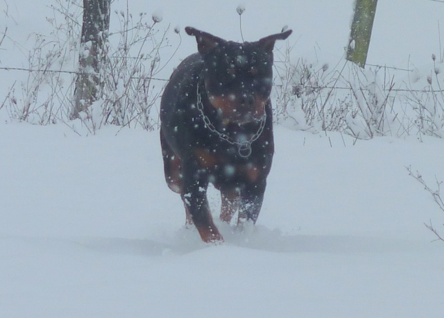 Nos chiens dans la neige!  01121027
