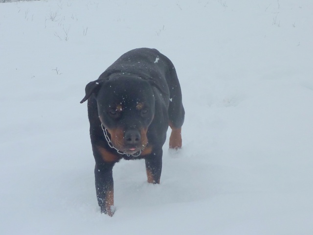 Nos chiens dans la neige!  01121028