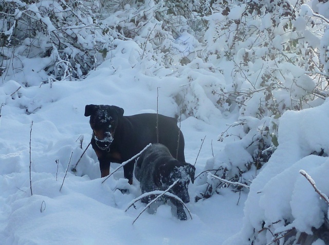 Nos chiens dans la neige!  - Page 2 04121012