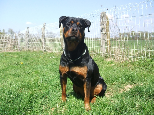 Puma femelle rott de 4 ans dans le 01 20041012