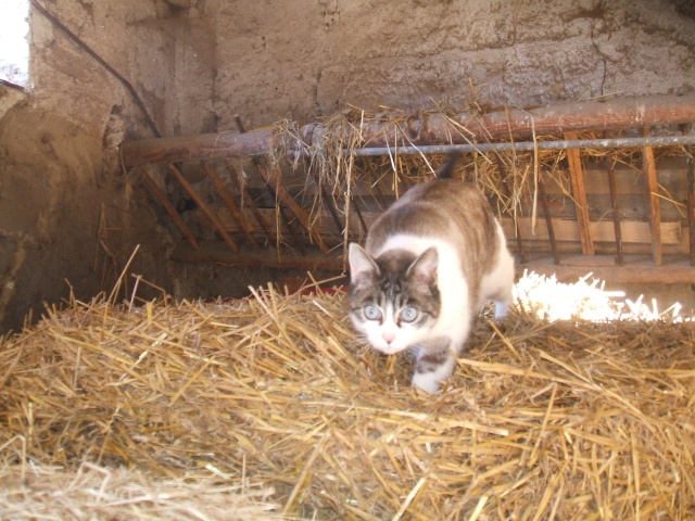 moi j'ai un chat lavabo - Page 3 21010915