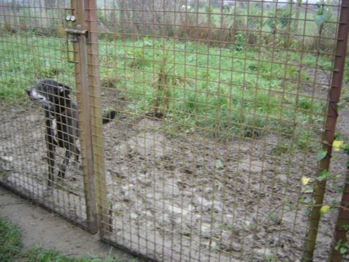 NINJA - Croisé Labrador - 11 ans - EXTREME URGENCE ! Dsc03612