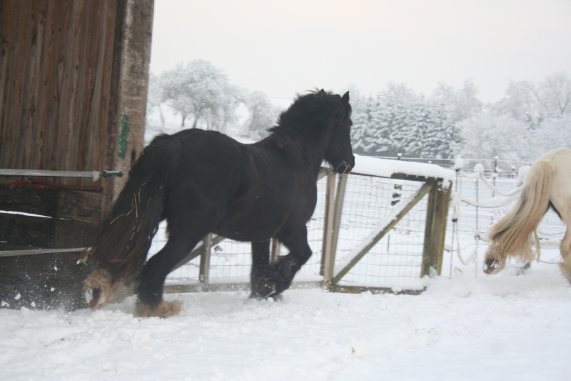 mes loulous dans la neige!!encore des photos!!!!!!!!! 25012031