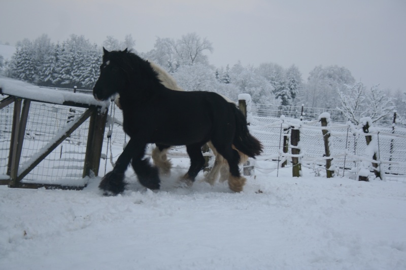 mes loulous dans la neige!!encore des photos!!!!!!!!! 25012033