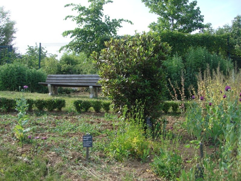 visite "Jardin médévial" du Prieuré St Thibault le 5/6/10 Dsc00379